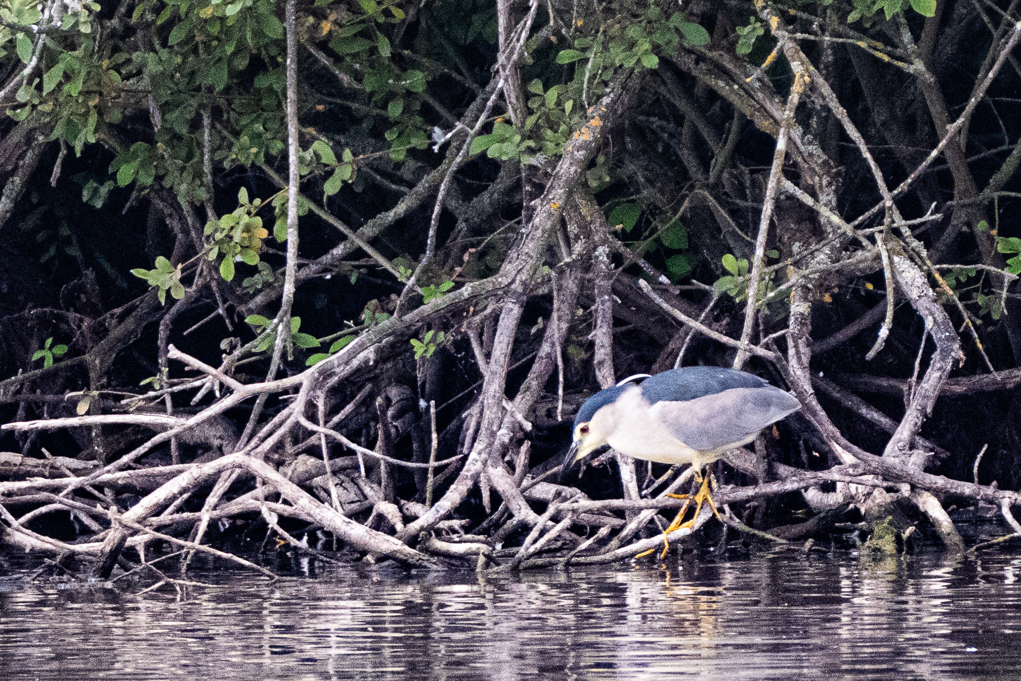 Bihoreau gris (Black-crowned Night Heron, Nycticorax nycticorax), mâle nuptial, Dépôt 54 de la Réserve Naturelle de Mont-Bernanchon, Hauts de France.